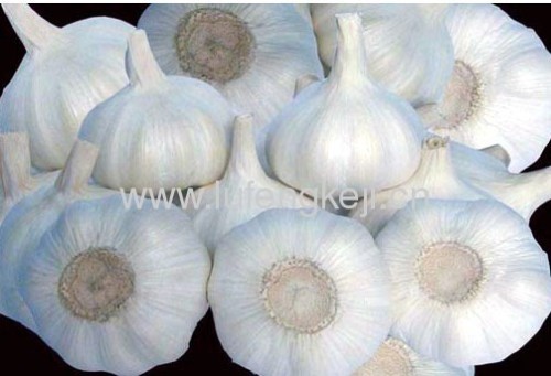 jinxiang garlic
