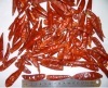 Chinese Chaotian chili (new crop)