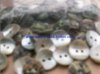 shell button nature shell button shell button White snail button and Luminous snail.