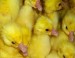 YX--880 duck egg incubator
