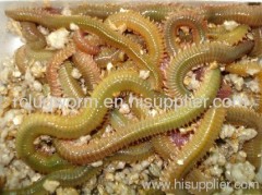 LUGWORM CORDELLE SEAWORM