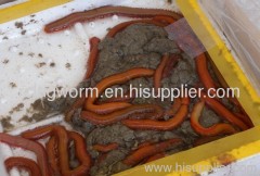 cordelle lugworm sea worm