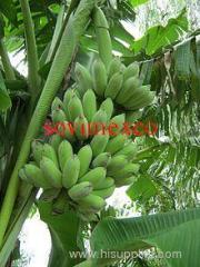 fresh banana fruit