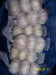 pure white garlic small package mesh package