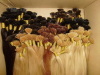 100% Remy hair I tip hair extension, prebond hair extension, I tip hair extension,