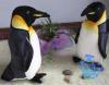 toy,toys ,penguin plush toys ,simulation toys QE61