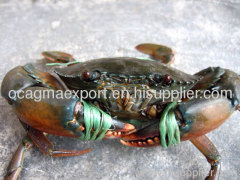 Mudcrab