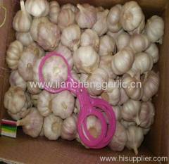 chinese fresh garlic