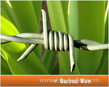 Concertina single coiling razor wire ] barbed wire