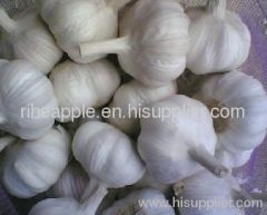 fresh white garlic