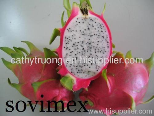 Dragon Fruit