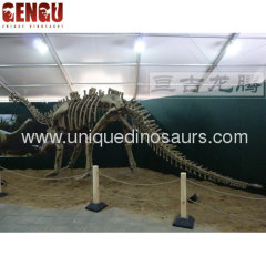 Shunosaurus Dinosaur skeleton model