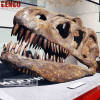 Dinosaur Fossil Replicas Allosaurus skull