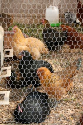 Chicken Wire Fencing