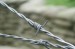 Galvanized Barbe Wire