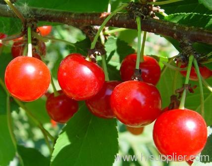 Sour Cherry Juice Concentrate Juice