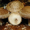 Shiitake Mushroom Extract Powder