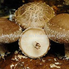 Shiitake Mushroom Extract Powder