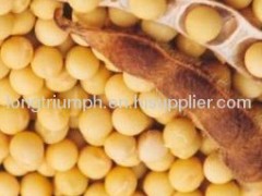 Soybean Phytosterols plant extract bean