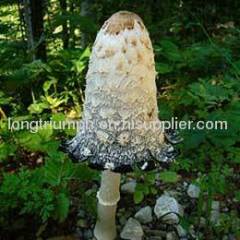 Shaggy Mane Extract