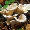 Oyster Mushroom Powder