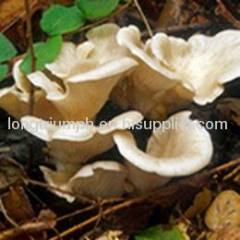 Oyster Mushroom Powder