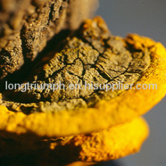 Phellinus Linteus Extract