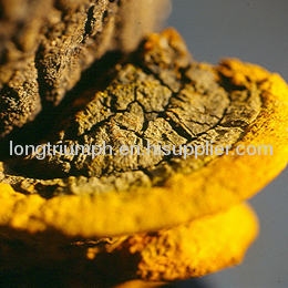 Phellinus Linteus Extract mushroom extract