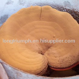 Ganoderma Lucidum Spore Powder mushroom extract
