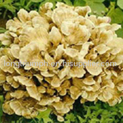 Maitake Mushroom Extract Powder