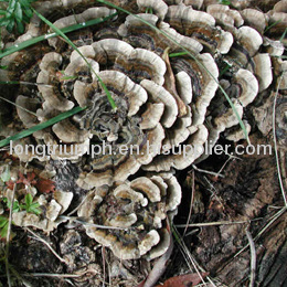 Coriolus Versicolor P.E. mushroom extract