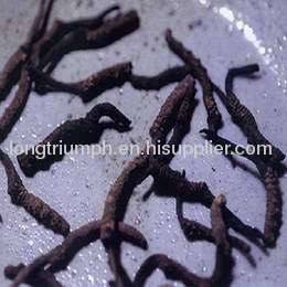 Cordyceps Sinensis Mycelium Extract