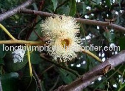 Eucalyptus Globulus Extract