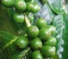 Green Coffee Bean Extract