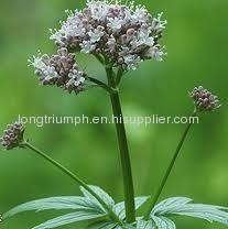 Valeriana Officinalis Extract