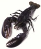 Live Lobster (hard shell)