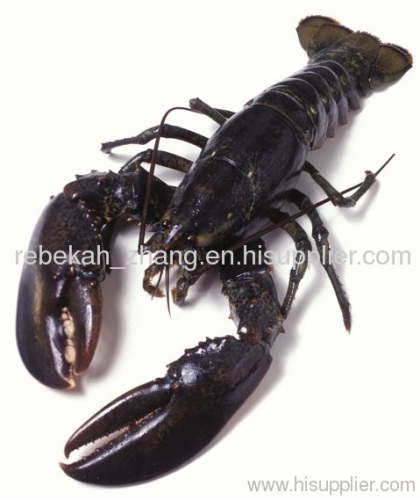 Live Lobster (hard shell)