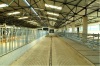 Cattle tie stall