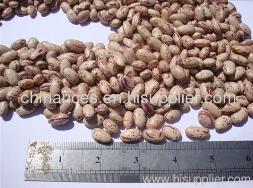 light speckled kidney bean round shape