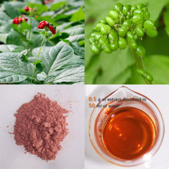 Panax Ginseng Berry Extract