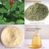 Panax Ginseng Leaf Extract