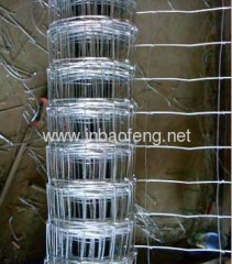 Sheep wire mesh fence