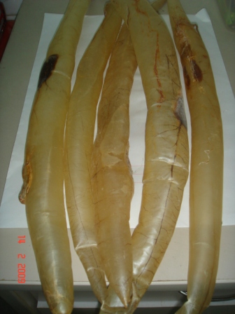 Eel fish maw/ Fish Maw