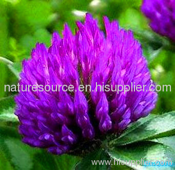 red clover plant extract