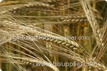 grain barley