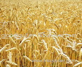 Wheat