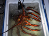 Whole Live Spiny Red and Green Lobster