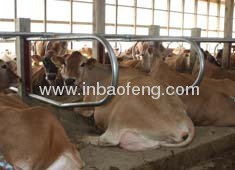 cow equipment xinbaofeng hot sale