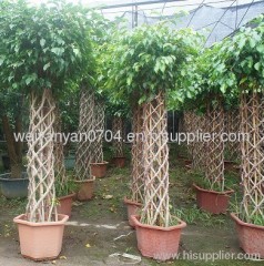 Ficus cage shape