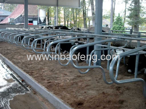 dairy stall cattle equipment